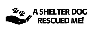 A shelter dog rescued me
