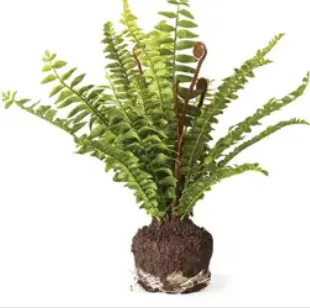 faux boston fern drop in plant