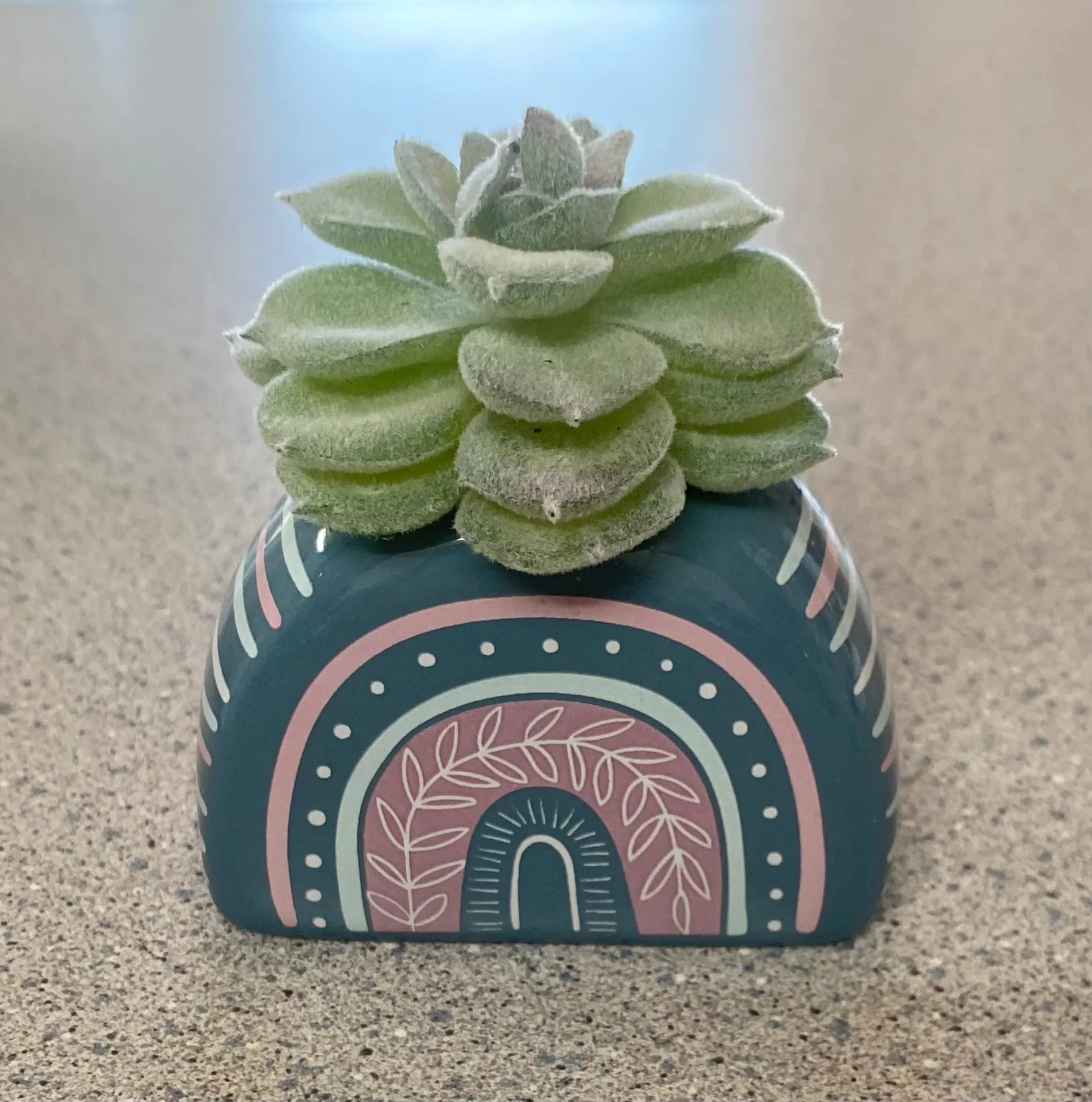 Karma - Succulents (Gina B’s)
