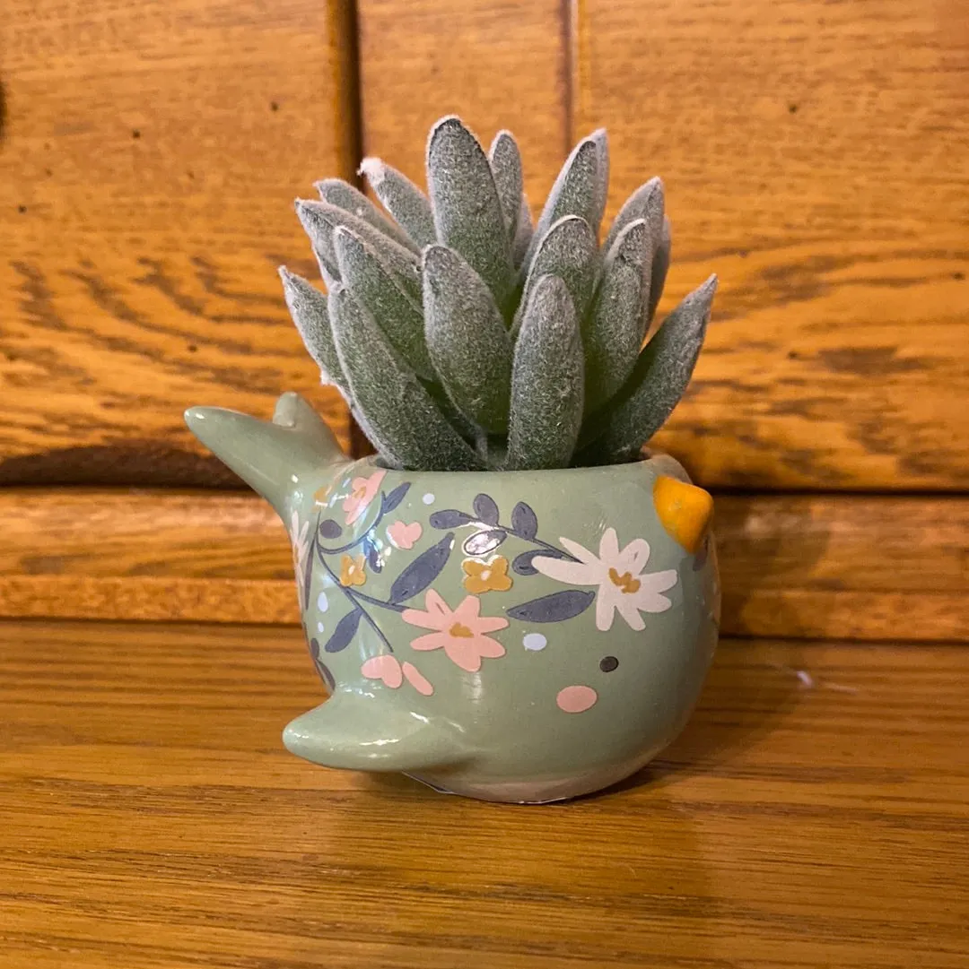 Karma - Succulents (Gina B’s)