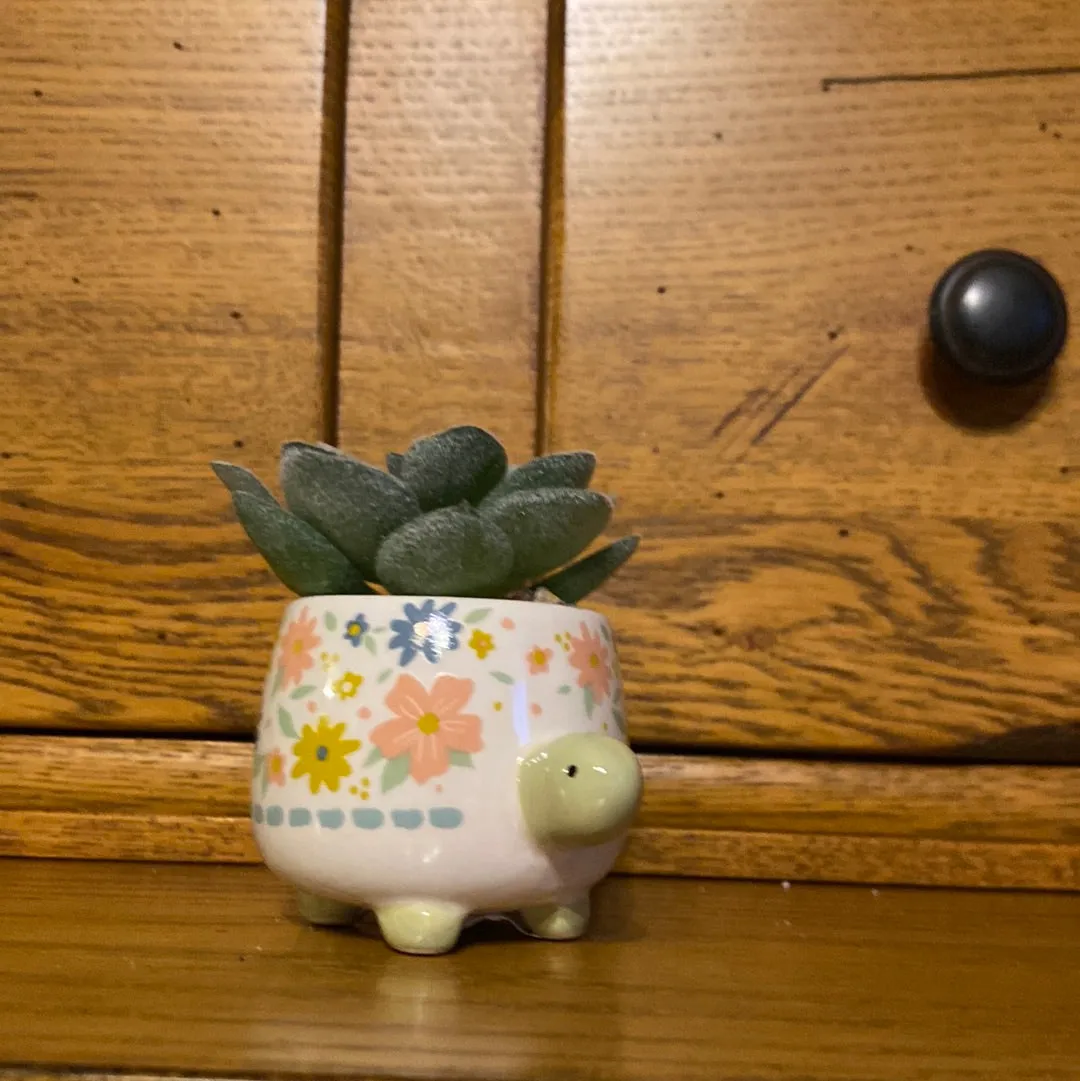 Karma - Succulents (Gina B’s)