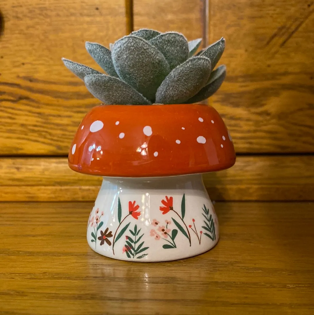 Karma - Succulents (Gina B’s)