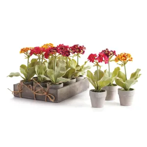 Mini Hydrangea Potted 6.5", Set Of 12